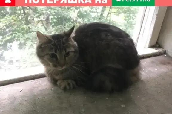 Найдена пушистая кошка на ул. Софьи Ковалевской, СПб