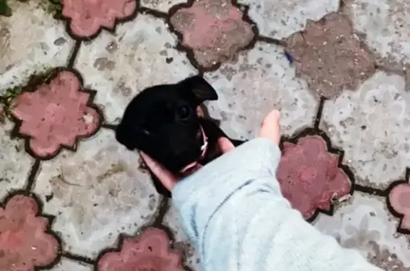 Пропала собака Ева на Новой улице