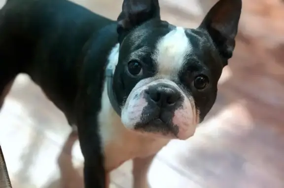 Собаки потеряшки, Москва, фото: Потеряшка собака Жолик, район Успенских хуторов, Жуковский р-н, Калужская обл.