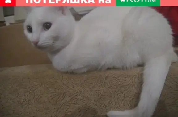 Пропала глухая кошка в Маркове, район Прорабская