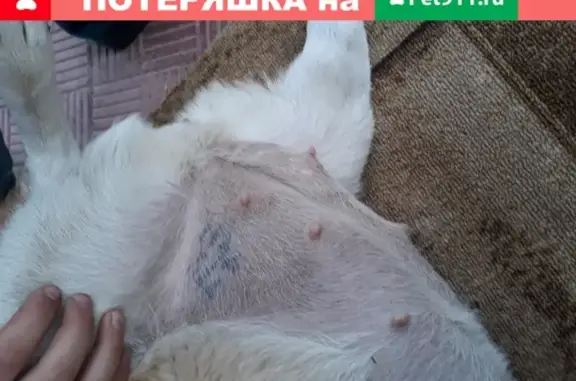 Найдена собачка в Иркутске, Юбилейном районе