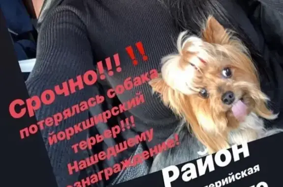 Пропала собака в Благовещенске, Горького-Артиллерийская.