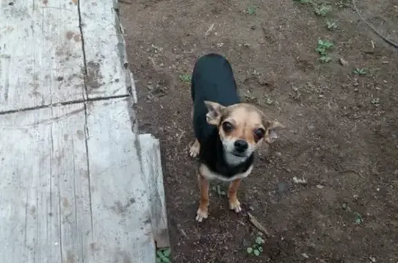 Пропала собака в Березниках, ищем Кнопу!