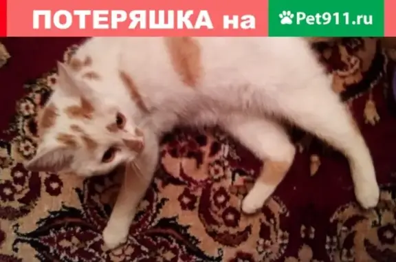 Найден домашний кот в Барнауле, ищем хозяев!