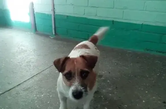 Найдена собака в СПб без ошейника