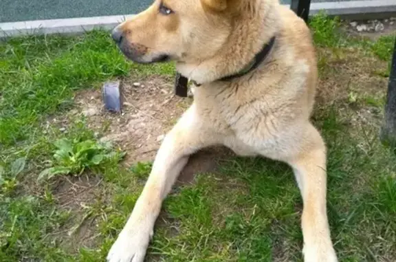 Найден пес метис хаски в Балашихе