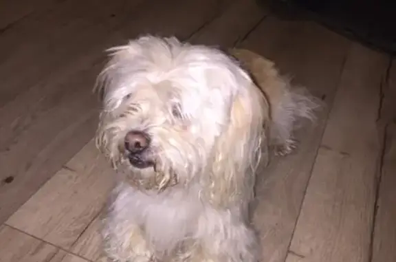 Найдена собака возле Радиевого Института на 40 км Выборгского шоссе
