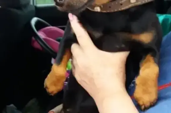 Найдена собака на дороге в Россоши