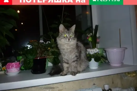 Пропала кошка Василиса в Богослово, Владимир