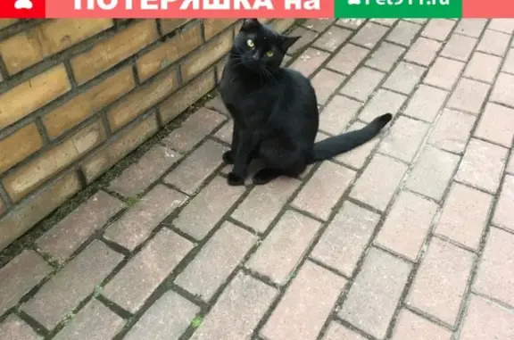Найдена кошка в СПб, Петроградский район, ул. Дивенская