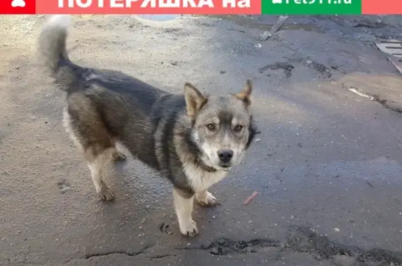 Собаки потеряшки, Нижний Новгород, фото: Потеряшка собака в Нижнем Новгороде!