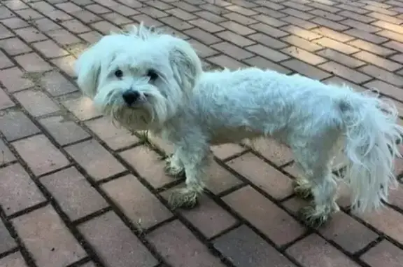 Найдена собака в Наро-Фоминске!