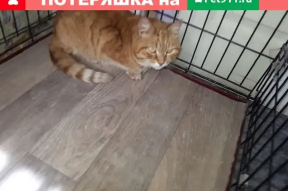 Найден рыжий котик в Заозерном