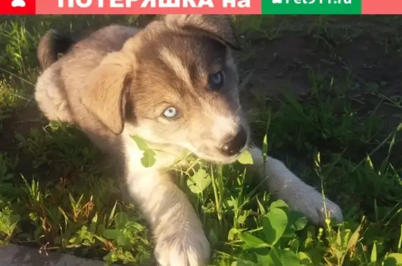 Пропала собака Дана в районе Орбиты, Сыктывкар
