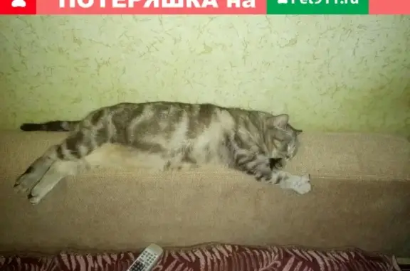 Пропала кошка на Ленина 82, Сыктывкар