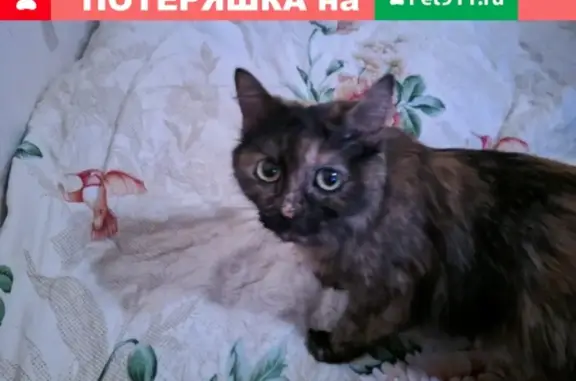 Найдена кошка в Надыме, Ямало-Ненецкий АО