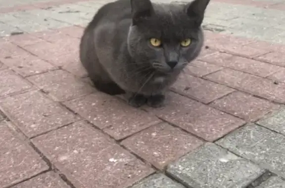 Найден кот на остановке Соборная пл., ищем хозяев