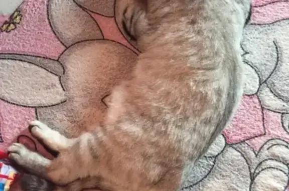 Потерянные животные Набережные Челны, фото: Пропала кошка Тима в Набережных Челнах, 13/06А