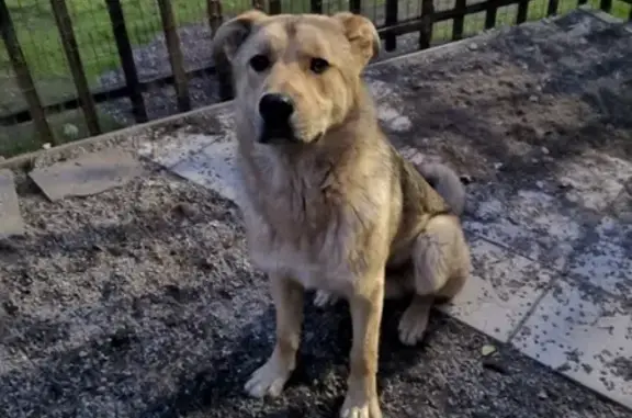 Пропала собака в Всеволожском районе, нужна помощь!