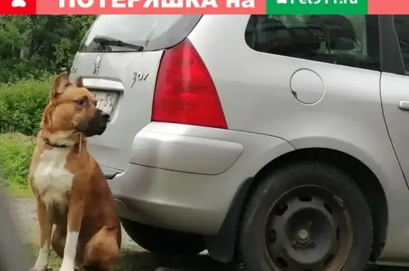 Собака найдена в Мурманске на ул. Радищева.