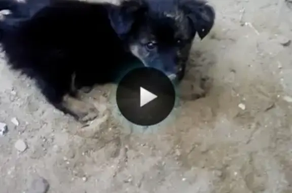 Собаки потеряшки, Онохой, фото: Потеряшка собака Линда в Онохое, Республика Бурятия