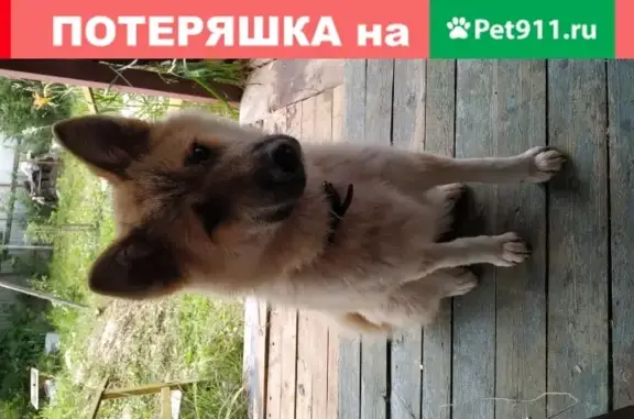 Собака найдена в Шугарово, Ивановское, Ступинский район