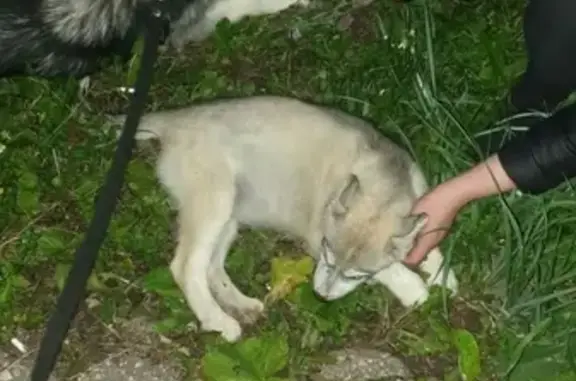 Найдены щенки в Подольске, ищут хозяев