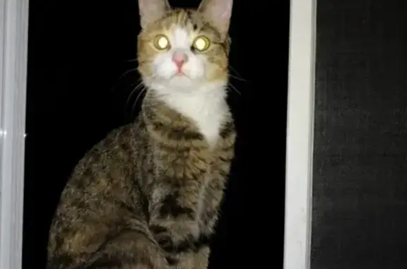 Пропала кошка в Атамановке, Чита