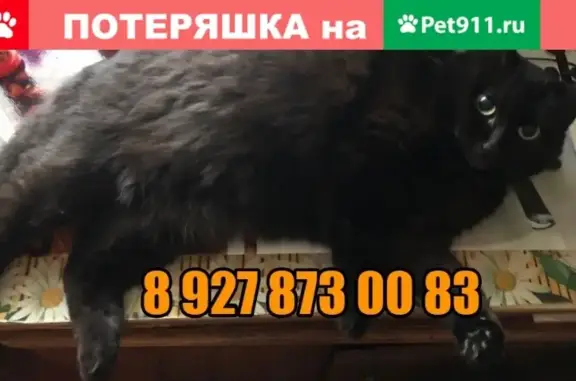 Пропала кошка в Йошкар-Оле, помогите найти!