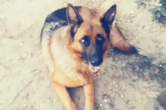 Пропала собака джи в Ульяновске