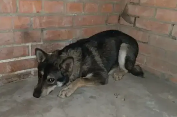 Собака на улице Молокова, Красноярск