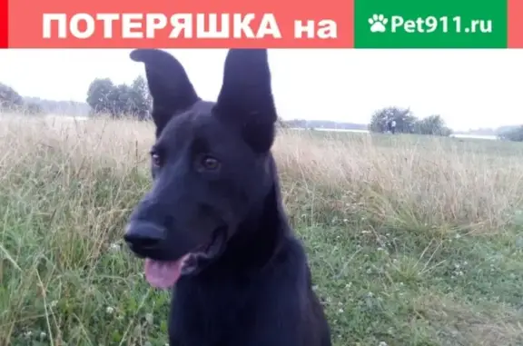 Пропал пёс Джек на улице Новые Пески (Н.Новгород)