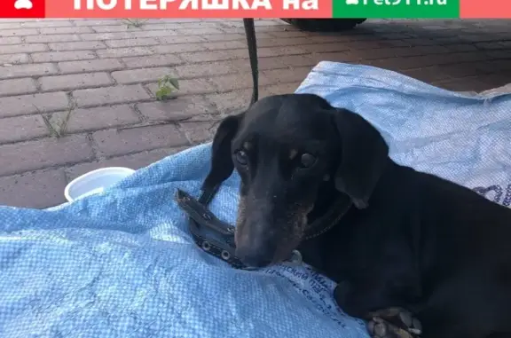 Собака найдена в селе Отрадное, Брянская обл.