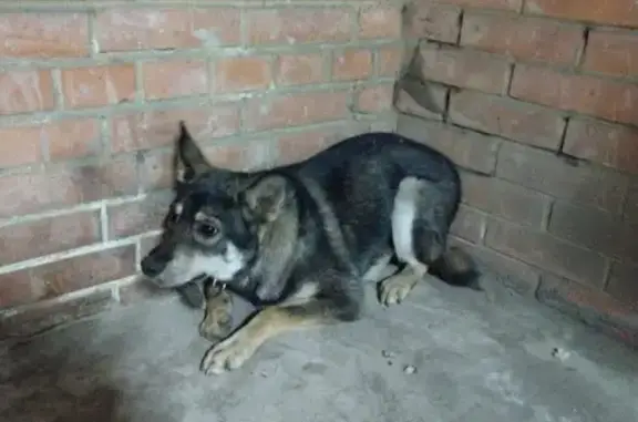 Найдена собака на Молокова в Красноярске