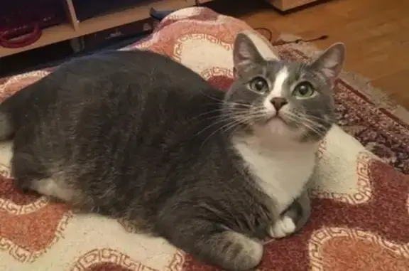 Кошки потеряшки, Москва, фото: Потеряшка кошка Чаппи на Кировоградской, Москва