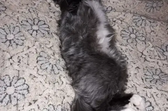 Кошки потеряшки, Владивосток, фото: Потеряшка кошка Марыся на 5 улице, Владивосток