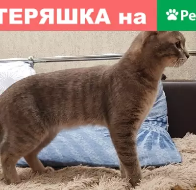 Найден кот на ул. Бахилова 1, ищу хозяев!