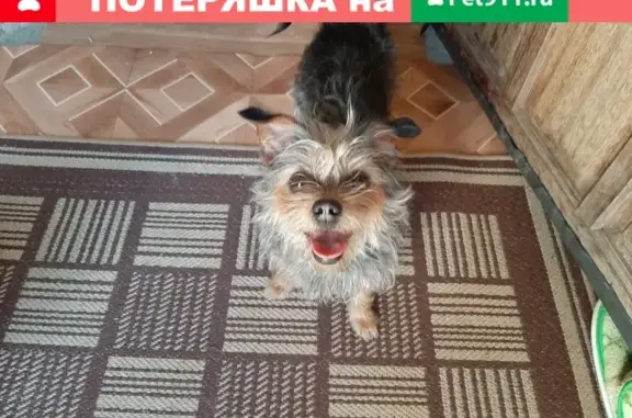 Найдена собака на 5 км, ищем хозяина (Ханты-Мансийский автономный округ)