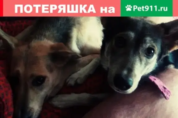 Пропала собака Тефи в Люберцах, Московская область