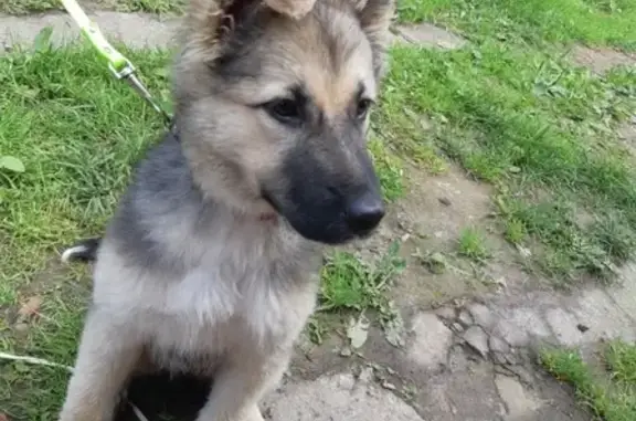 Найден щенок в районе Ананино, Вологда