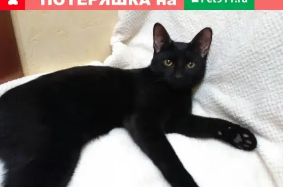 Найден чёрный кот у детской площадки на Уфимской 84а, Салават