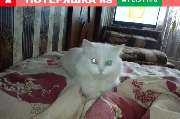 Пропала кошка в Егорьевске #ПЕ_потерян