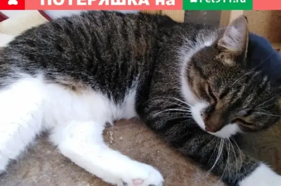 Срочно найден взрослый кот в Барнауле.