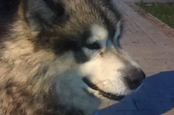 Собака найдена в Гатчине, Ленобласть, Россия.