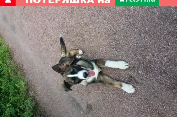 Найден щенок в Новой Ропше, обращаться к Валентине Георгиевне.