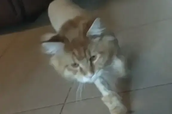 Кошки потеряшки, Москва, фото: Потеряшка кошка на улице Ферсмана, Москва