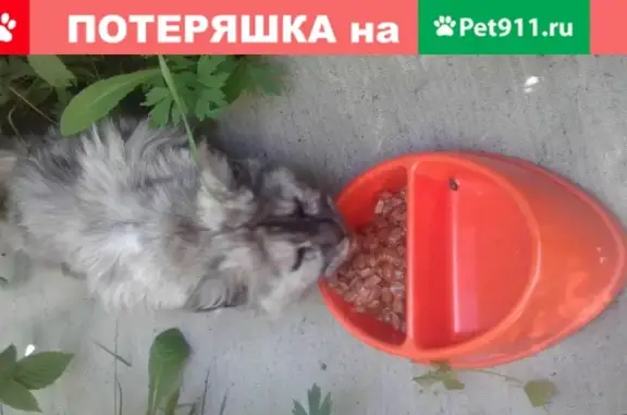 Найдена домашняя кошка в Заречном, Свердловская область