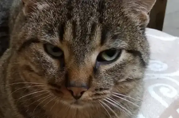 Кошки потеряшки, Москва, фото: Потеряшка кот Жорик в Москве, тел. 8-926-234-65-31