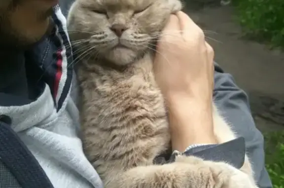 Найдена кошка в Измайловском лесопарке