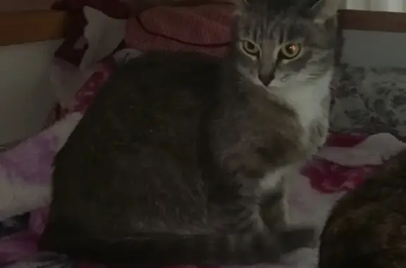 Пропала кошка в Орехово-Зуево, помогите найти!